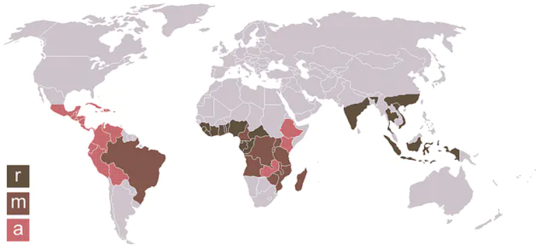 R- robusta beans, A - arabica beans, M = robusta and arabica beans.