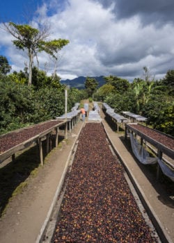 The Emerge Of The Variety Of Coffee Varieties